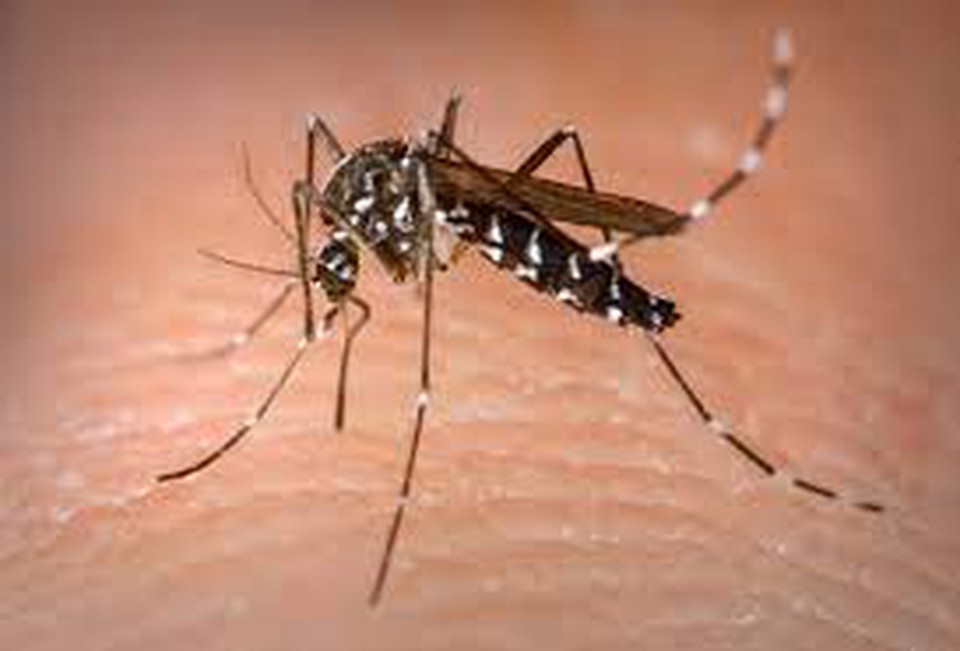Aedes aegypti  transmissor de arboviroses  (Foto: Arquivo)