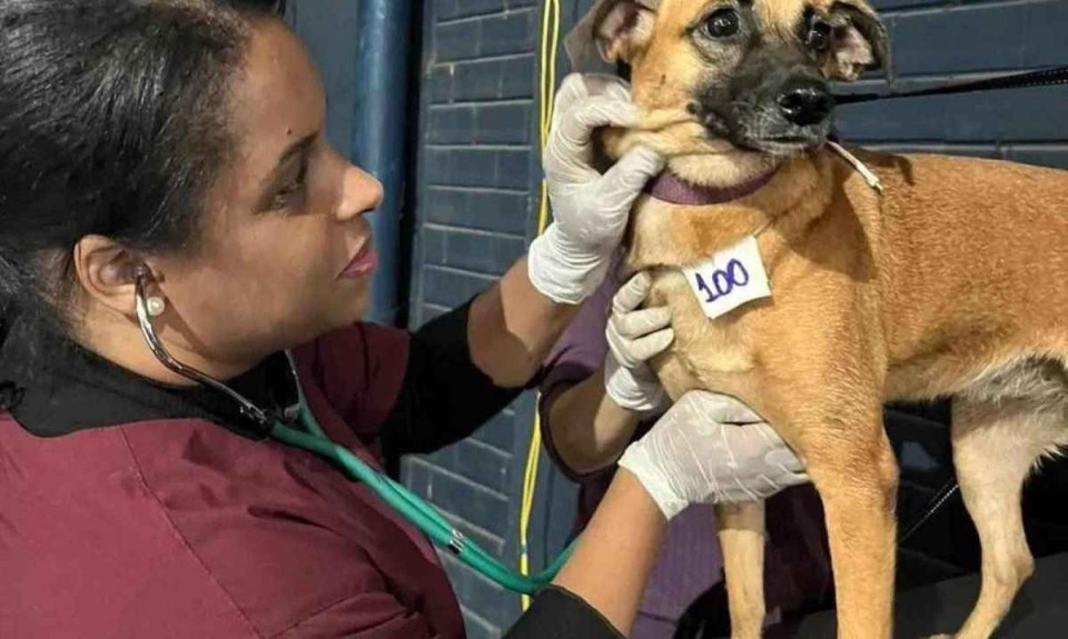 RS tem 20 mil animais em abrigos (foto: Divulgao/Procura-se um amigo)