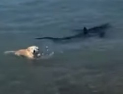 Vdeo: cachorro entra no mar e morde cauda de tubaro (foto: Reproduo/Redes sociais)