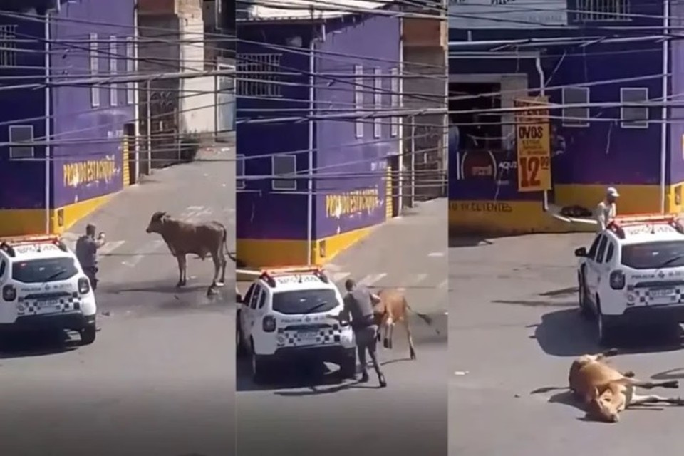 Animal teria atacado um homem (foto: Reproduo )