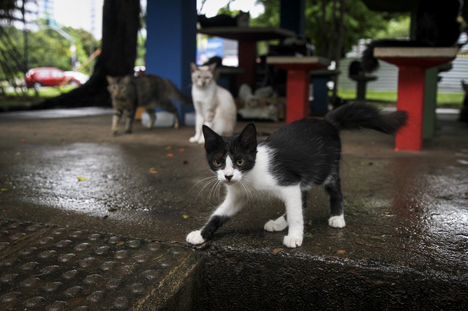 Gatinhos que ficavam na Beira Rio, no Recife, sofreram maus-tratos (Foto: Arquivo/DP)