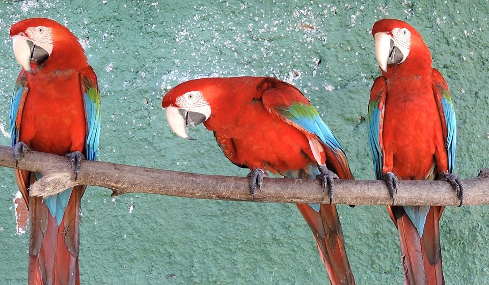 Entre as espcies, esto: Araras Vermelhas, bicudos, papagaio de peito Roxo, coleirinhos e ararajuba. (Foto: Divulgao/CPRH )