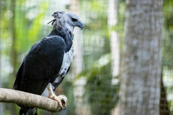 Na foto, gavio-real que, aps ter sido resgatado em condies de maus-tratos, recebe cuidados no BioParque Vale Amaznia, em Carajs (PA), um dos principais centros de pesquisa, conservao e educao sobre a biodiversidade da Amaznia na regio norte do Brasil 