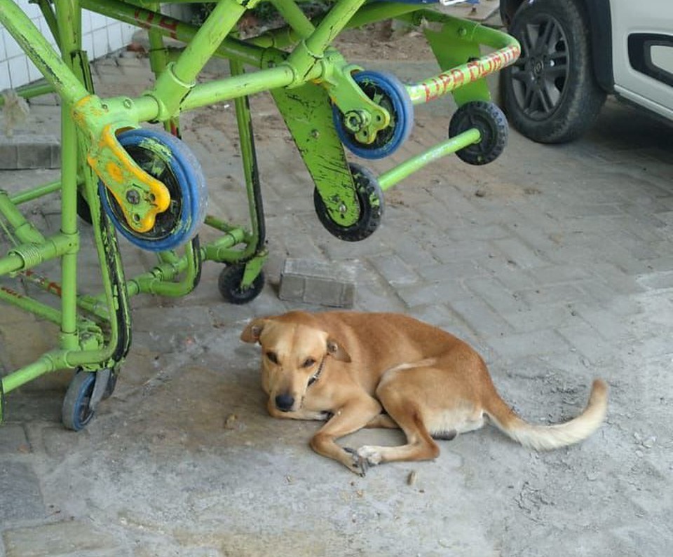 Cachorro estava h dias aguardando dono em frente da UPA de Olinda  (Foto: Cortesia)