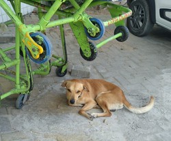 Cachorro que esperava dono em frente a UPA no Grande Recife deve ir para adoo (Foto: Cortesia)