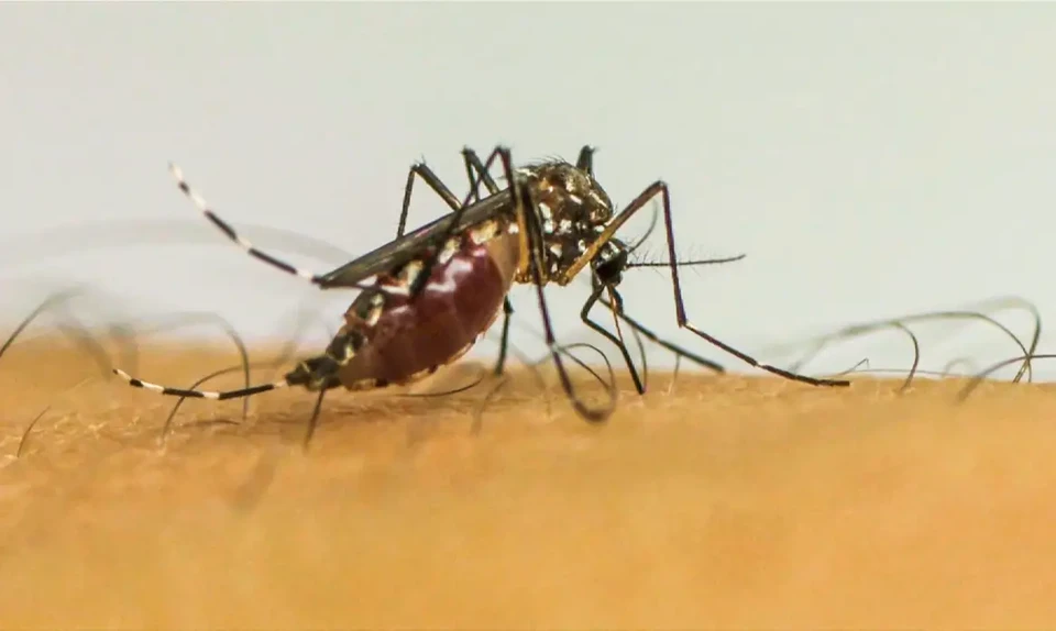 O relatrio da SES aponta que 64 municpios pernambucanos esto com alta incidncia de casos de dengue (Foto: Frame/EBC)