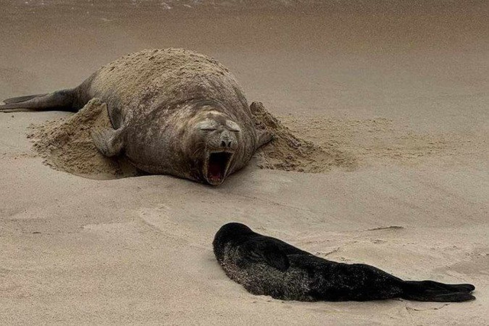 


A equipe do Projeto de Monitoramento de Praias da Bacia de Santos (PMP-BS) est acompanhando de perto a me e seu filhote, assegurando a proteo e o bem-estar dos animais
A equipe do Projeto de Monitoramento de Praias da Bacia de Santos (PMP-BS) est acompanhando de perto a me e seu filhote, assegurando a proteo e o bem-estar dos animais (foto: Reproduo/Instagram)