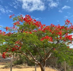 Primavera comea neste domingo; veja previso para Pernambuco (Foto: Cortesia)