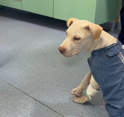 Coliso na Avenida Boa Viagem: cachorro resgatado aps acidente passa por 2 cirurgia e se recupera bem (Foto: Reproduo/Taciana Ges/Instagram )