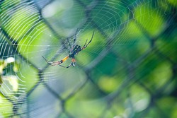 Segunda causa de envenenamento no Brasil so de picadas de aranhas (Crdito: Pexels)