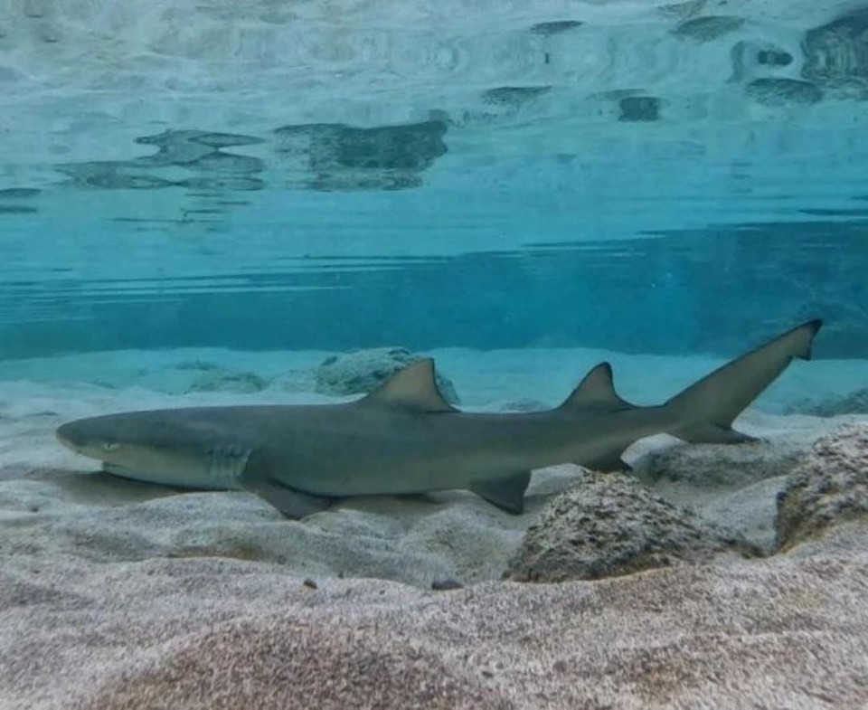 A espcie disponvel para adoo  o tubaro-limo (Foto: Reproduo/Instagram)