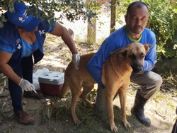 Foram vacinados, neste primeiro dia, 120 ces e 64 gatos no distrito de Barra de Catuama