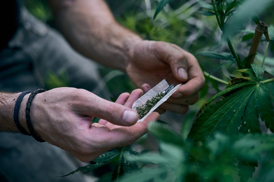 Segundo a lei, os clubes sociais de cannabis podero ter no mximo 500 membros e distribuir 50 gramas de maconha por ms para cada integrante (foto: Freepik )