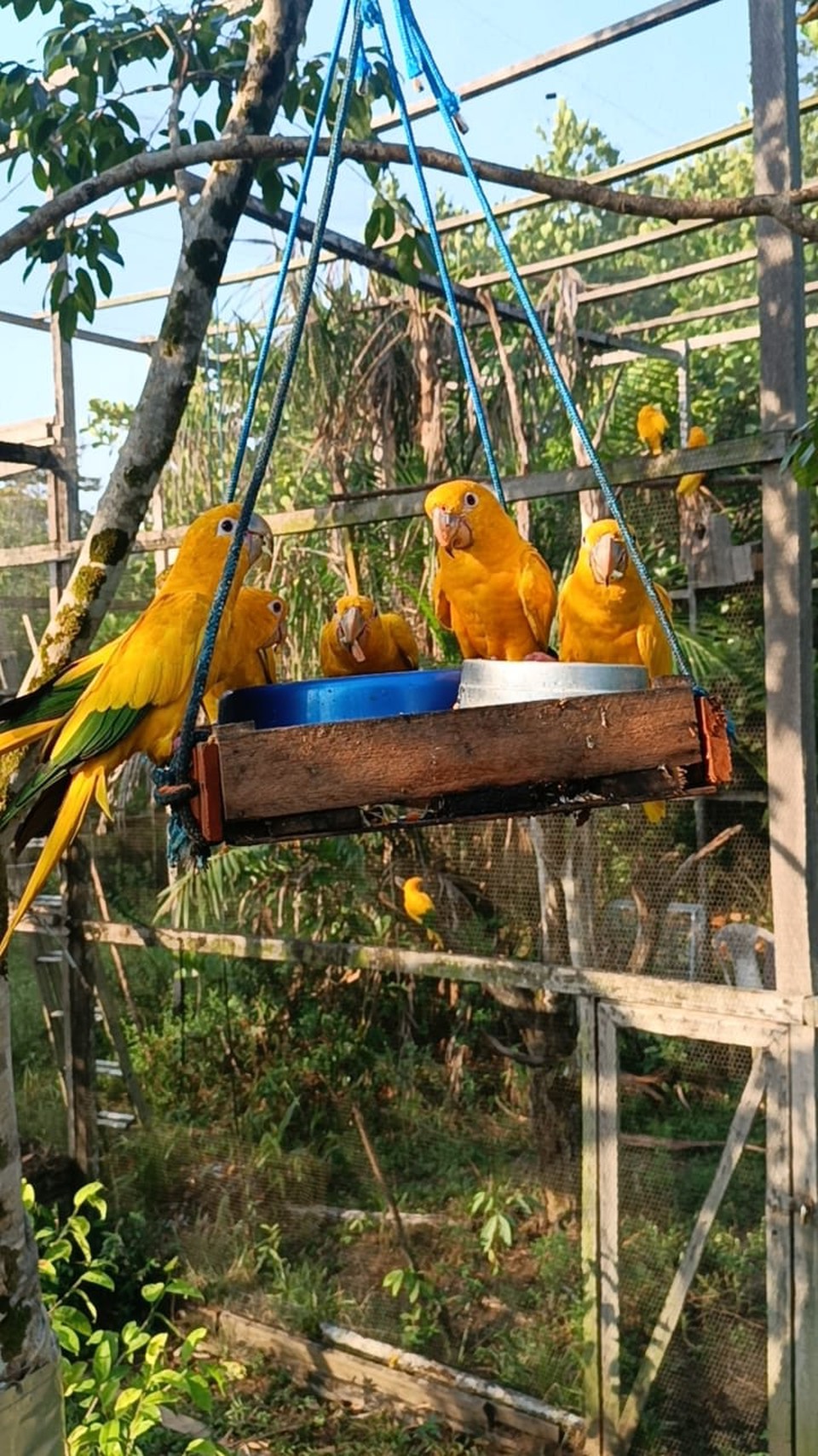 Aves foram levadas para a Amaznia  (Foto: CPRH)