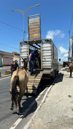  Animais de grande porte  so recolhidos nas ruas de Paulista  (Foto: Prefeitura de Paulista )