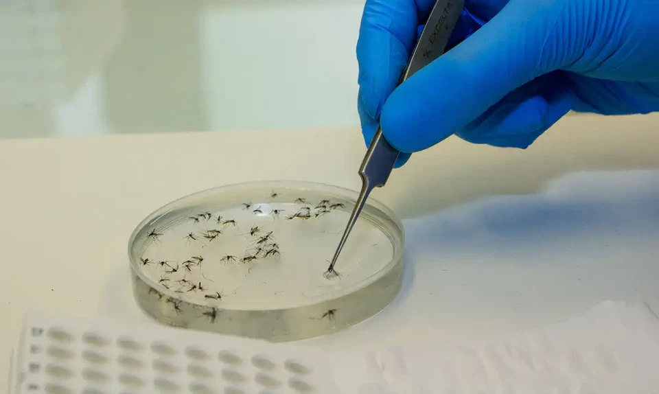 A febre  transmitida por mosquitos, principalmente pelo Culicoides paraense, conhecido popularmente como Maruim (Foto: Flvio Carvalho/WMP Brasil/Fiocruz)