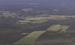 Desmatamento cai 55% na Mata Atlntica no primeiro semestre (Foto: Thomas Bauer/ SOS Mata Atlntica
)