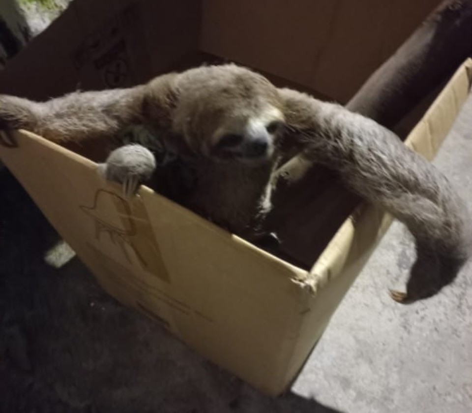 Preguia foi resgata em quintal, em Olinda (Foto: PM)