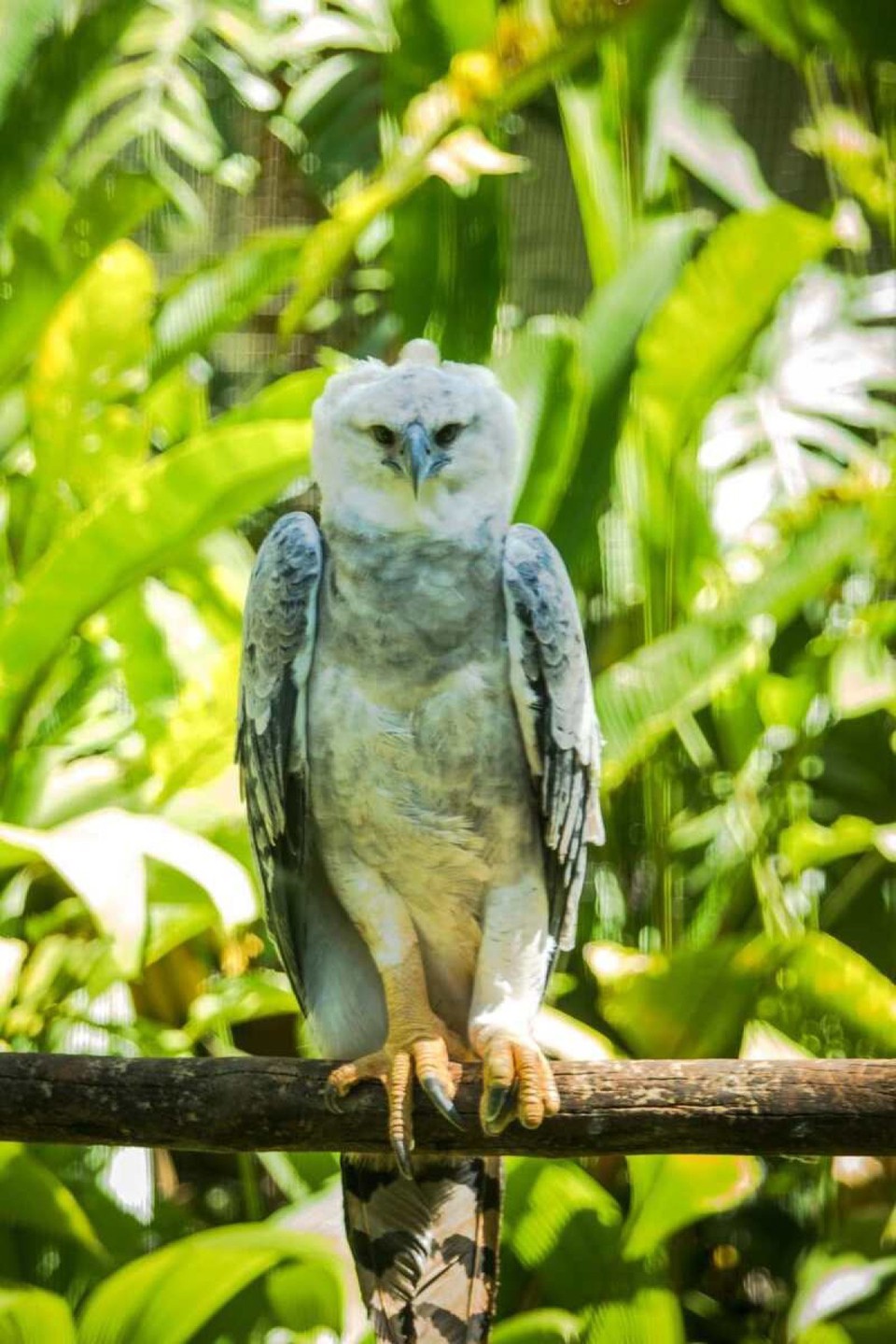 Na foto, gavio rcal que, aps ter sido resgatado em condies de maus tratos. recebe cuidados no BioPargue Vale Amazonia em Canajas (PA, um dos principais
centros de pesquisa, conservao e educao sobre a biodiversidade da Amazonia na regio norte do Brasil (Crdito: Ricardo Teles)