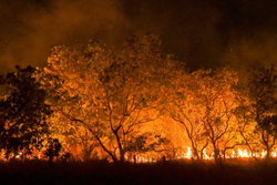 11,39 milhes de hectares do Brasil foram atingidos pelo fogo em 2024 (Crdito: Agncia Brasil)