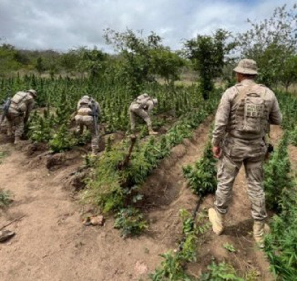 Agentes da PM e PF erradicam plantio de maconha em Flores-PE (Divulgao/PM-PE)