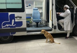  H dez dias, co procura dono na frente de UPA em Olinda; no pode ver ambulncia que tentar entrar,  diz profissional   (Foto: Co fica esperando ambulncia para tentar encontrar dono em UPA )