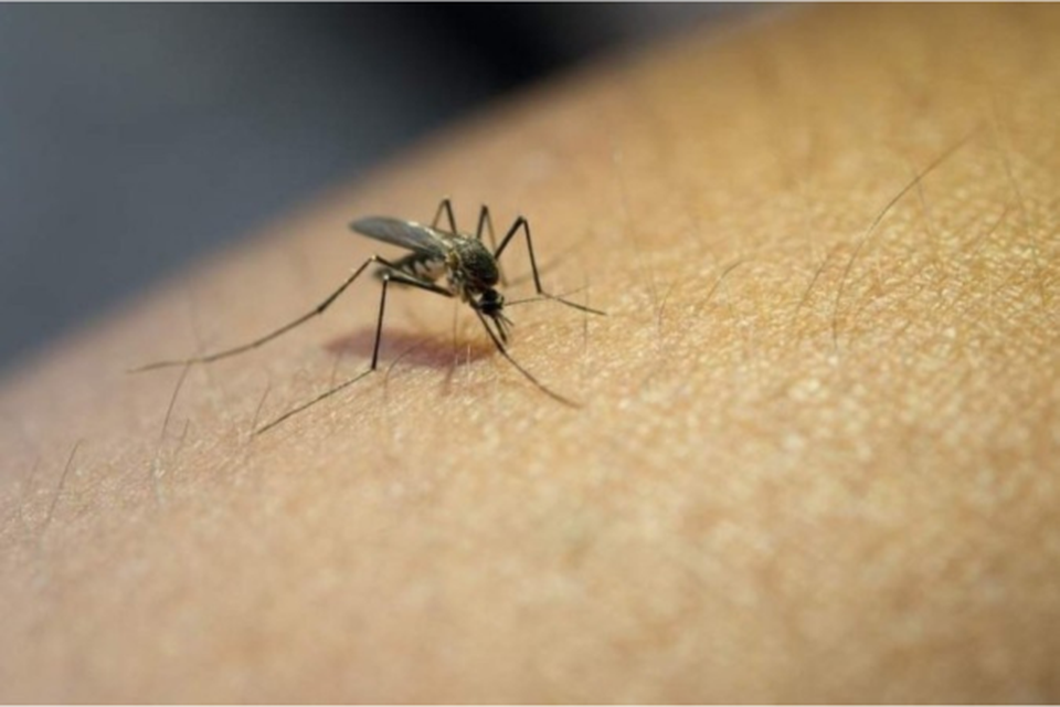 A dengue  um dos maiores problemas de sade pblica no DF no ms de fevereiro  (Crdito: Reproduo/Freepik
)