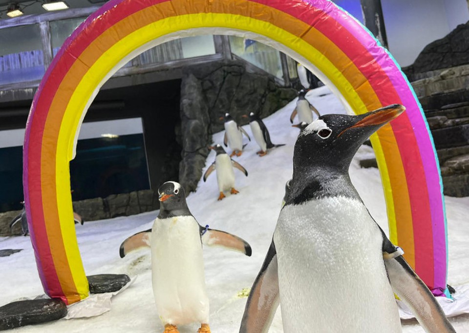 Sphen e o parceiro Magic se tornaram smbolos para a comunidade LGBT (foto: SEA LIFE Sydney Aquarium/AFP)