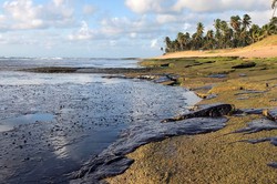 Pesquisadores da UFPE investigam impacto do derramamento de leo nas vidas dos peixes e corais (Foto: Instituto Bioma)