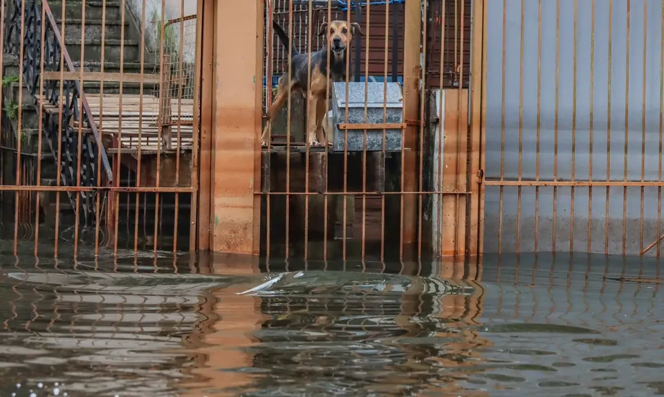 De acordo com a Defesa Civil do Rio Grande do Sul, 12.358 animais foram resgatados no estado  (foto: Rafa Neddermeyer/Agncia Brasil)