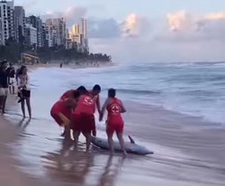 Filhote de baleia bicuda morre aps encalhar na Praia de Boa Viagem (Foto: Reproduo/Redes Sociais )