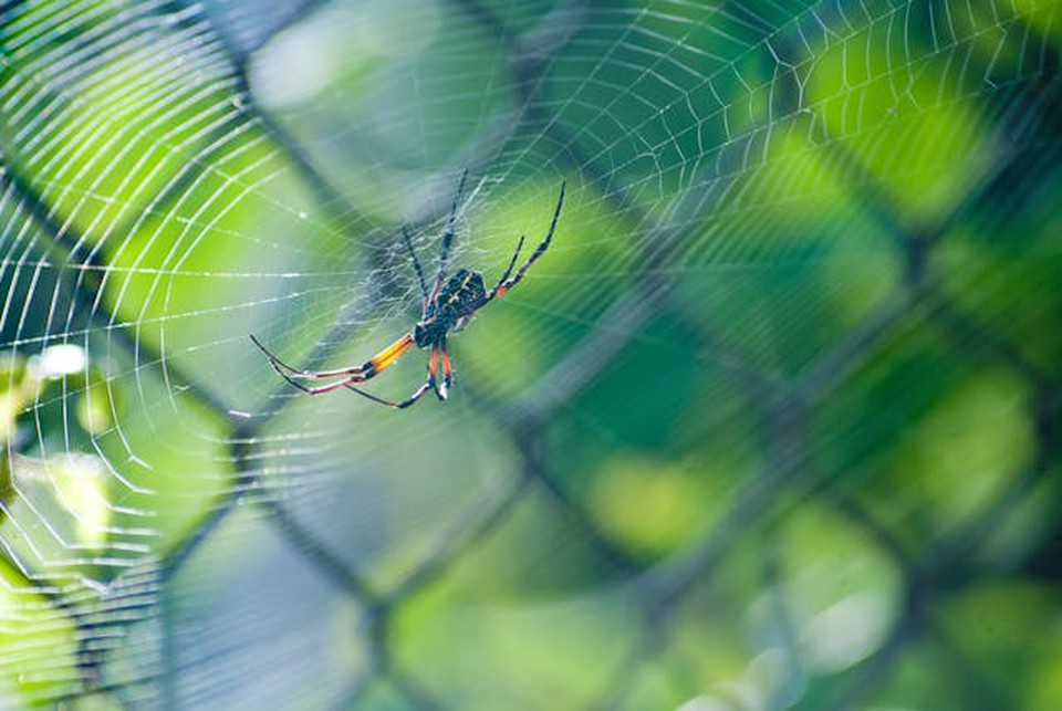 "Apenas" trs grupos de aranhas causem acidentes graves no Brasil (Crdito: Pexels)