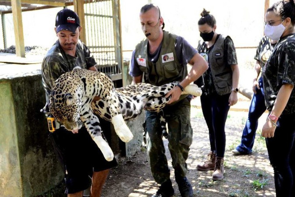 Brigadistas resgatam ona pintada com as patas queimadas pelas queimadas do Pantanal (foto: Marcelo Ferreira/CB)