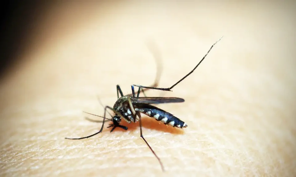 O vrus da dengue pode ser transmitido pela picada de fmeas de Aedes aegypti infectadas (foto: Pixabay)