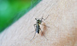 Dengue e Chikungunya: Estado confirma 12.957 casos de arboviroses   (Foto: Neuzeee/Pixabay)