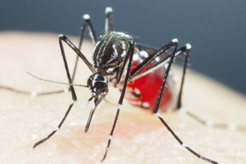 A dengue  uma doena viral transmitida pelo mosquito Aedes aegypti  (Crdito: SHINJI KASAI / COURTESY OF SHINJI KASAI / AFP)