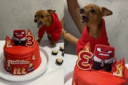 Cachorro ganha festa de aniversrio de acordo com sua personalidade (Foto: Reproduo/Redes Sociais)