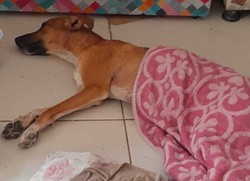 Maus-tratos a animais: co  esfaqueado e cadela tem pata decepada no Grande Recife  (Jos Inocncia est se recuperando em abrigo provisrio. )