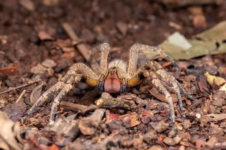 Aranha-armadeira  (foto: Reproduo)