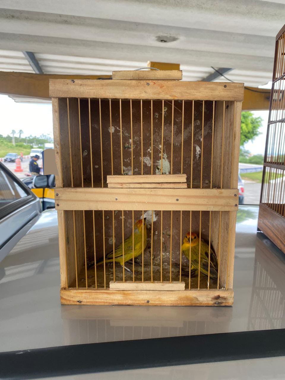 Aves foram resgatadas em carro  (Foto: PRF)