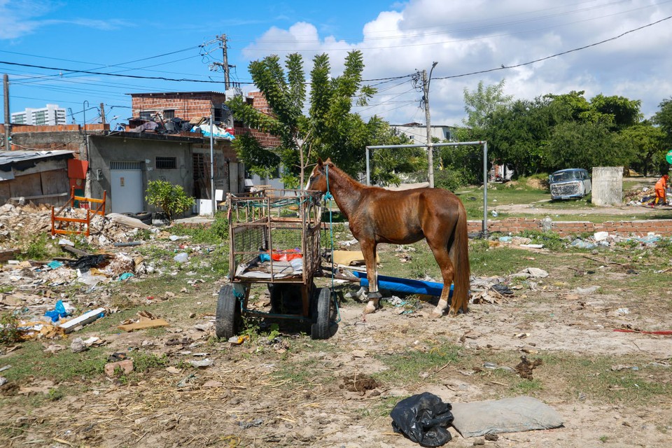 As consequncias destes maus-tratos sofridos pelos animais so inmeras e alguns podem chegar at a morte por conta da falta de cuidado com a sade (Foto: Marina Torres/DP)