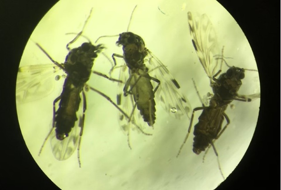 Imagem de microscpio retrata o mosquito Culicoides paraenses, transmissor da febre oropouche (Foto: Divulgao/Mato Grosso Sade)