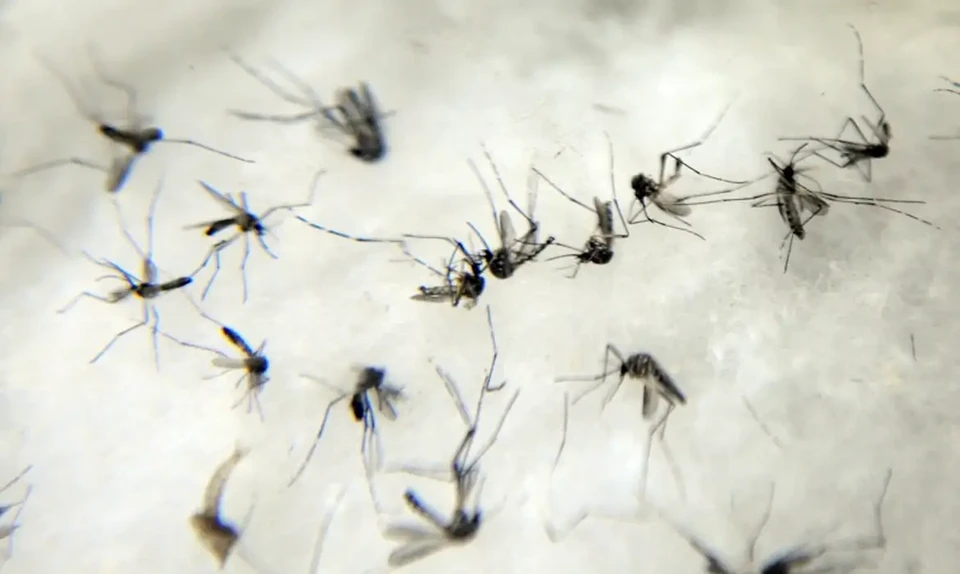 Foram registradas 75 mortes pela doena transmitida pelo Aedes aegypti
 (Arquivo/Agncia Brasil)