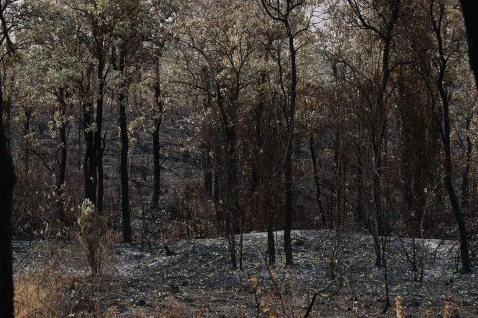 

O ltimo boletim do Ministrio do Meio Ambiente e Mudana do Clima, divulgado em 20 de agosto, informou que 959 profissionais esto atuando no combate aos incndios, com o apoio de 18 aeronaves (foto: PABLO PORCIUNCULA / AFP)