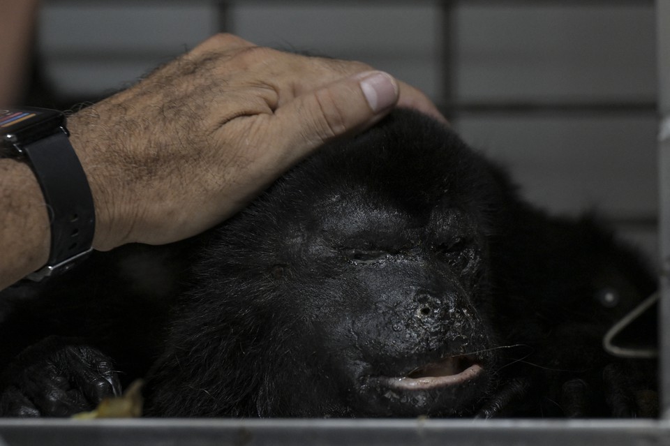 Macacos sobreviventes chegaram ao hospital veterinrio em estado crtico, com desidratao e febre (Foto: YURI CORTEZ / AFP
)