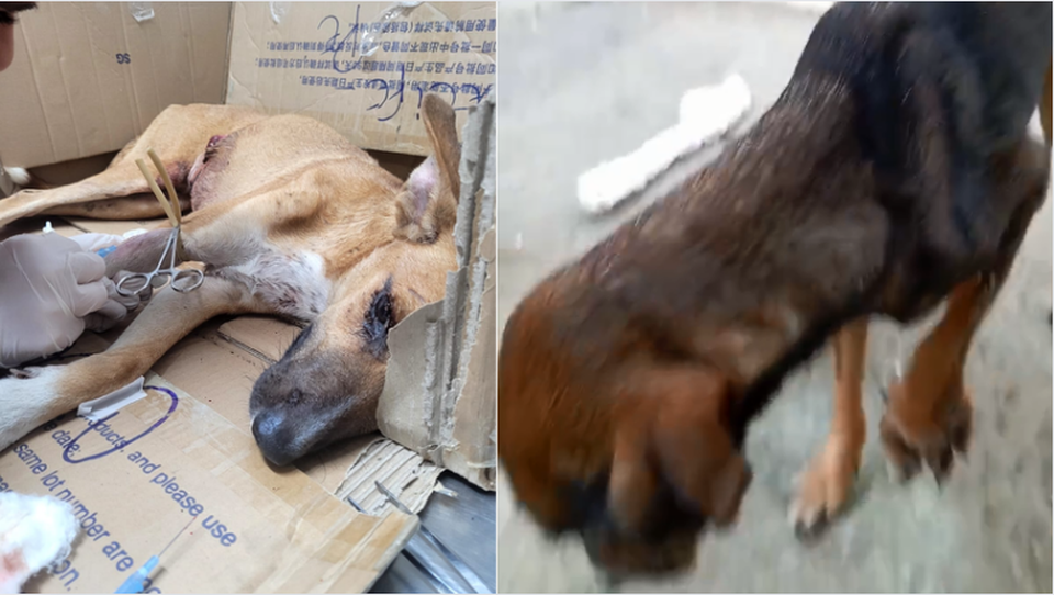  ( esquerda Jos Inocncio, o cachorro agredido no Recife.  direita, a cadelinha ferida. )