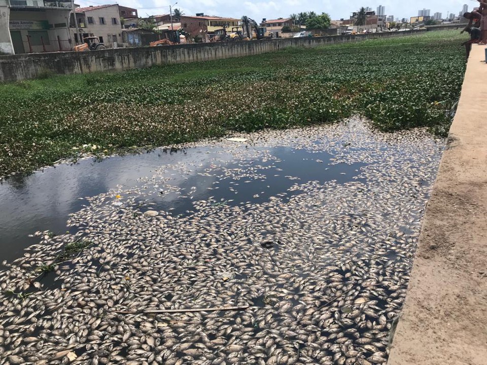 Os peixes mortos foram enterrados em um terreno onde so realizadas as obras do Canal do Fragoso, em Olinda (Foto: Arquivo/DP)