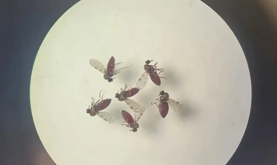 Oropouche  uma doena transmitida por vetores, principalmente por meio de picadas de um inseto comumente conhecido como maruim (Foto: Bruna Lais Sena do Nascimento/Laboratrio de Entomologia Mdica/SEARB/IEC)