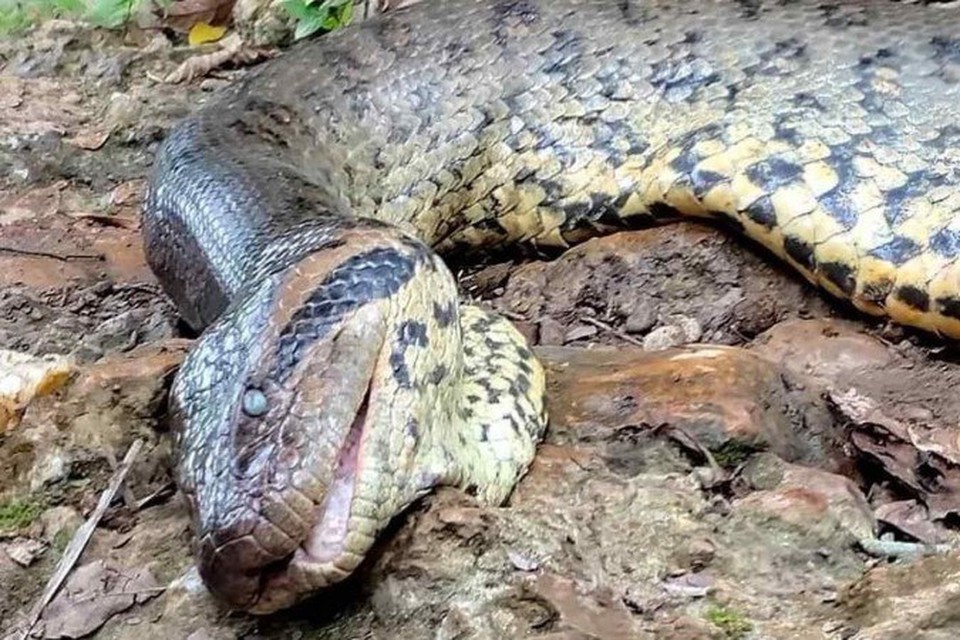 Sucuri, conhecida como Ana Jlia, foi encontrada morta s margens do rio Formoso, em Bonito (MS), em 24 de maro (foto: Reproduo/ instagram/ cdimitrius)