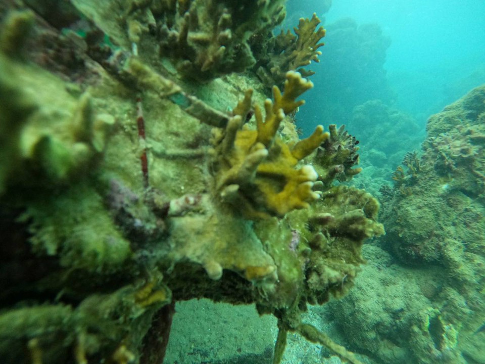 Coral em recuperao da espcie coral-de-fogo Millepora alcicornis (Foto: Jos Clebson)